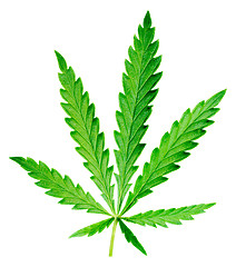 Image showing Hemp leaf.