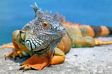 Image showing Iguana.