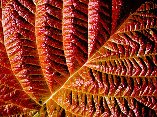 Image showing Red leaf.