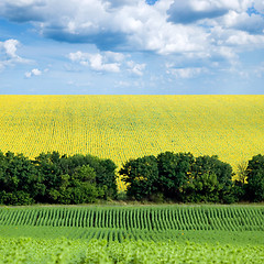 Image showing Sunflower field.