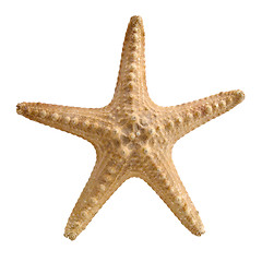 Image showing Starfish.