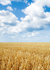 Image showing Wheat field.