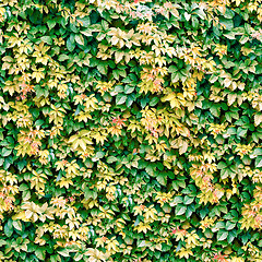 Image showing Vine seamless background.