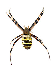 Image showing Spider.