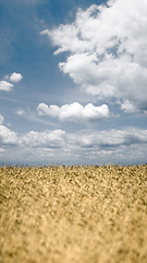 Image showing Wheat field on sky background.