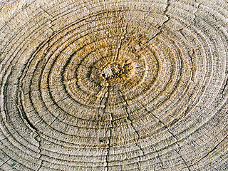 Image showing Wood texture.