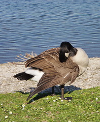 Image showing Canadian goose