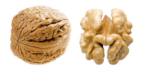 Image showing Walnut.