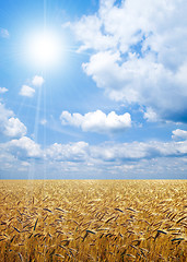 Image showing Wheat field.