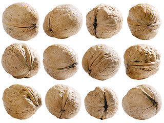 Image showing Walnuts set with path.