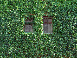 Image showing Ivy on wall.