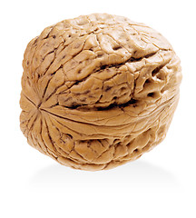 Image showing Walnut.