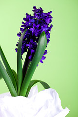 Image showing decorative hyacinth