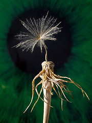 Image showing Dandelion.