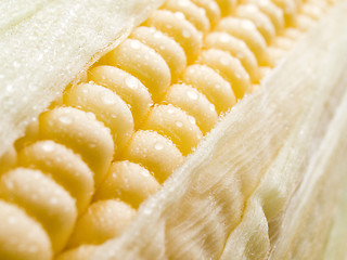 Image showing Corn.