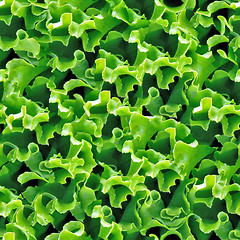 Image showing Green lettuce seamless background.