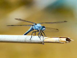 Image showing Dragonfly.