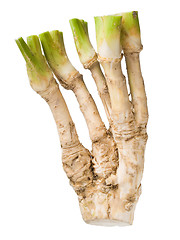 Image showing Horseradish.