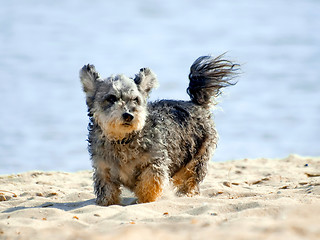 Image showing Dog on the beach.