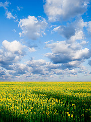 Image showing Sunflower field.