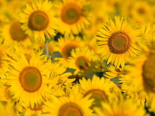 Image showing Sunflowers.