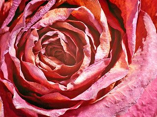 Image showing Rose.