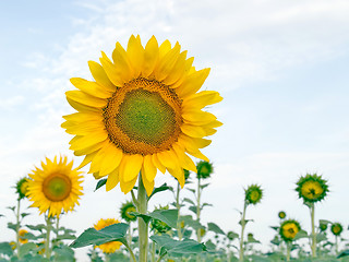 Image showing Sunflower.