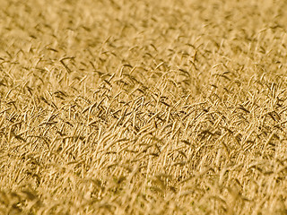 Image showing Wheat field.