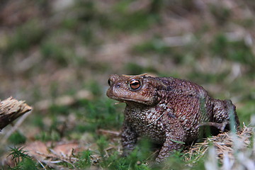 Image showing Frog