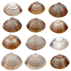 Image showing Detailed sea shells