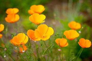 Image showing Orange Poppies Field 