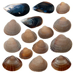 Image showing Detailed sea shells