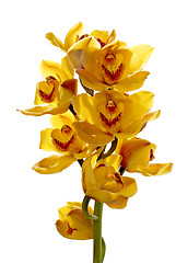 Image showing Fresh bright yellow orchid