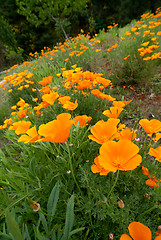 Image showing Orange Poppies Field 