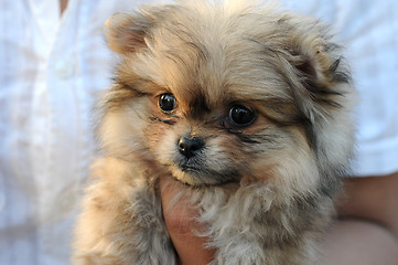 Image showing Puppy in hand