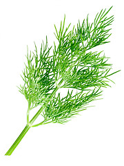 Image showing Dill.