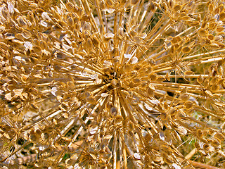 Image showing Dried plant.