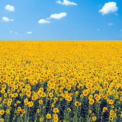 Image showing Sunflowers field.