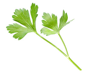 Image showing Parsley.