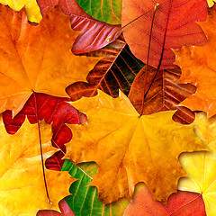 Image showing Fall leafs seamless background.