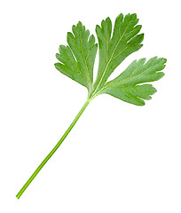 Image showing Parsley.