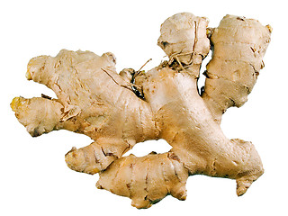 Image showing Ginger.