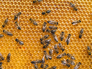 Image showing Bees.