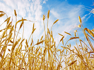 Image showing Wheat ears.