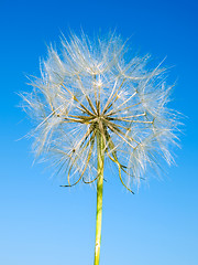 Image showing Dandelion.