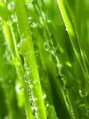 Image showing Dew.