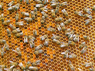Image showing Bees.