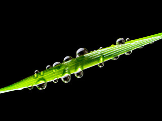 Image showing Dew.