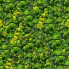 Image showing Forest seamless pattern - view from above.