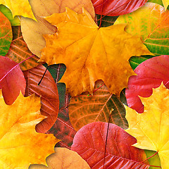 Image showing Fall leafs seamless background.